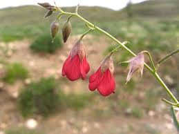 Image result for Hermannia kirkii