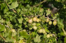 Check spelling or type a new query. How To Grow Your Own Gooseberries Jackson S Online Garden Centre