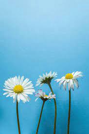 Check spelling or type a new query. Four Little Daisy Flowers On Light Blue Textured Background Closeup Photograph By Sebastiano Secondi