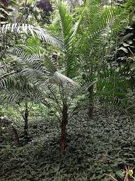 Image result for Rungia paxiana