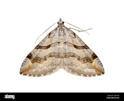 Image result for Aplocera efformata