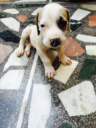 Shoks published october 19, 2020 22 views. Bully Kutta Puppies For Sale Ludhiana Pb 98268