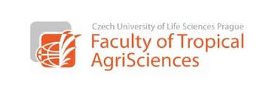 Image result for Oxygonum pachybasis