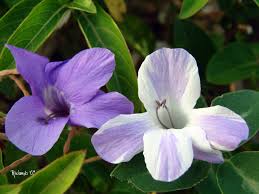 Image result for Barleria capitata