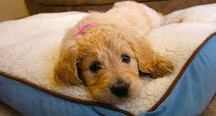 We did not find results for: Goldendoodle The Golden Retriever Poodle Mixed Breed Sleeping Dogs Poodle Mix Breeds Smartest Dogs