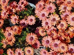 Image result for Osteospermum ecklonis