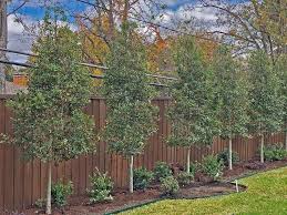 Plants For Dallas Your Source For The Best Landscape Plant Information For The Dallas Ft Worth Metroplex Savannah H Landscaping Plants Green Backyard Plants