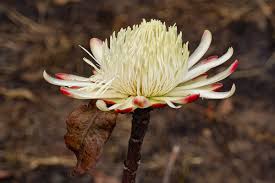 Image result for Protea angolensis