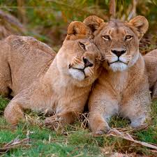 A lion with dreads is pictured on the blanket wearing headphones and smoking. Video Tourists On Safari Film Lions Licking Their Tent While They Hide Inside Conde Nast Traveler