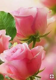 Flowers Beautiful Flowers Beautiful Pink Roses Beautiful Roses