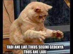 Dengan ciri khas dua gigi besar yang khas, serta memiliki telinga panjang, kelinci memiliki bentuk yang lucu dan imut. 16 Ide Hewan Lucu Meme Kucing Hewan Lucu Lucu