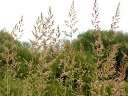 Image result for Phalaris arundinacea