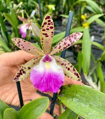 Image result for Cyphia richardsiae