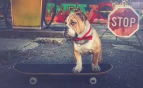 Maybe you would like to learn more about one of these? How To Train A Bulldog To Skateboard In 10 Steps Any Bulldog