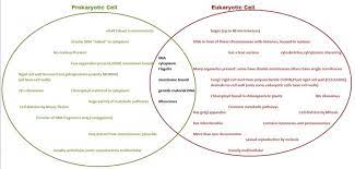 Prokaryotic Cells Vs Eukaryotic Cells Eukaryotic Cell Prokaryotic Cell Photosynthesis And Cellular Respiration