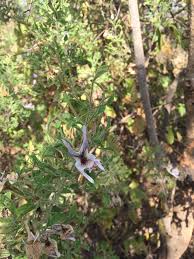 Image result for Mellera nyassana