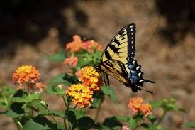 Milkweed is necessary for the survival of the monarch butterfly. Getting Butterflies In The Garden Attracting Butterflies With Lantana Plants