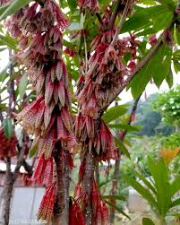 Image result for Basananthe apetala