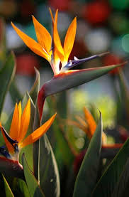 Image result for Strelitzia
