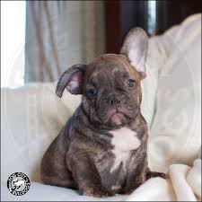 Sugar pop (nickname) is a beautiful chocolate fawn male. Stop The Cuteness Chocolate Brindle Akc French Bulldog Puppy French Bulldog Puppies Bulldog Puppies French Bulldog