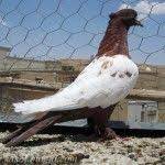 persian high flyer pigeon panosundaki pin