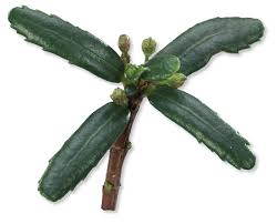 Image result for Clutia paxii