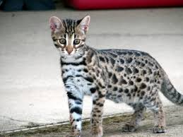 I was impresssed with these websites and the catteries look great. Available F1 F2 F3 Kittens For Families Asian Leopard Cat Bengal Cat Bengal Kitten