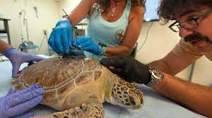 Sea turtle released in Florida to compete in Tour de Turtles | WHNT.com