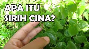 Oleh karena itu, berbagai penelitian terhadap. Tis Ampuh Obati Asam Urat Rematik Sejuta Manfaat Daun Suruhan Benefits Of Organic Chinese Betel Youtube