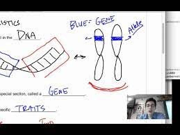 Amoeba sisters alleles and genes worksheet. 8 1 Genes And Alleles Youtube