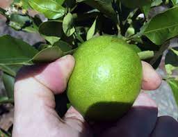 When do meyer lemons turn yellow? Why Are My Lemons Not Turning Yellow Tastylandscape