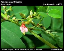 Image result for Indigofera lupatana