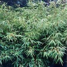 Image result for Lagenaria rufa