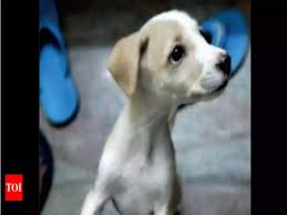 An adorable video of a baby and a dog snuggling up during naptime has gone viral on instagram, warming the hearts of thousands. Veterinary Doctors Warn Of Viral Illness Outbreak Among Puppies Chennai News Times Of India