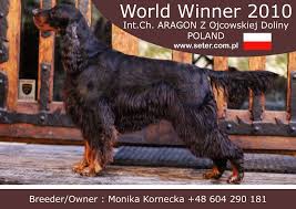 We understand that life can bring challenges and changes. Z Ojcowskiej Doliny Fci Gordon English Setters Kennel Poland Home Facebook