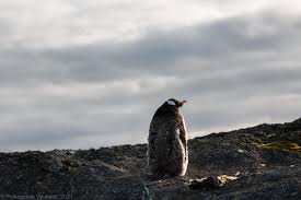 На станції "Академік Вернадський" показали, як виглядають ...
