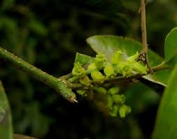 Image result for Opiliaceae