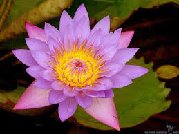 Purple Lotus Flower Wallpaper 1080p Lotus Flower Wallpaper Flower Wallpaper Beautiful Flowers