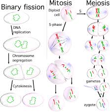Cell Division Mitosis And Meiosis Mitosis Teaching Biology Cell Biology