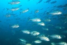 Lalu, allah mengeluarkan baginda dari dalam perut ikan paus. Yang Dilakukan Nabi Yunus Ketika Berada Di Perut Ikan Paus Republika Online