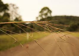 Image result for Hyparrhenia filipendula