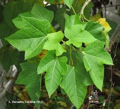 Image result for Jatropha curcas