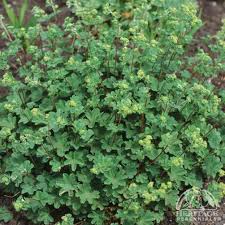 Image result for Alchemilla ellenbeckii