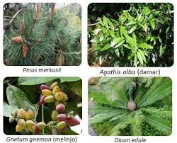 Adakah perbedaan antara tumbuhan angiospermae dan gymnospermae ini? Tumbuhan Berbiji Spermatophyta Jenis Reproduksi Contoh Gambar