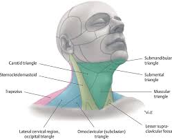 Head & neck regions i. The Anatomy And Physiology Of The Neck Plastic Surgery Key