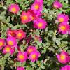 I've got a beautiful set of pots of the same purslane growing and love the look, too. Https Encrypted Tbn0 Gstatic Com Images Q Tbn And9gctdkrko1cf6e2 Tpizpqoarleyvum7fywulxptmxgr3qlifkjop Usqp Cau