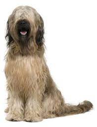 19 Briard S My Heart Wrapped In Fur Ideas Briard Briard Dog Dogs