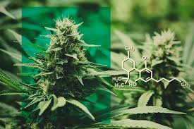 The oil mixture should then be poured into the dried herb so that the oil covers it completely. Cbd Flower Dose Cbd Without The Thc Rqs Blog