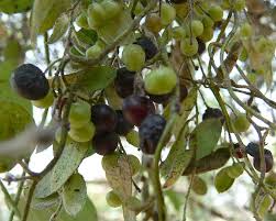 Image result for Cocculus hirsutus