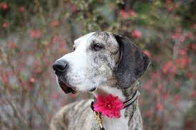 Sequels are always less watchable when the cast changes, as it does here. Adopt A Great Dane Add A Great Dane To Your Family Today
